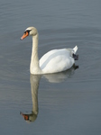 FZ008961 Mute Swan in Ogmore river.jpg